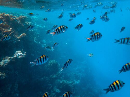 Tropical fish swimming through reef.