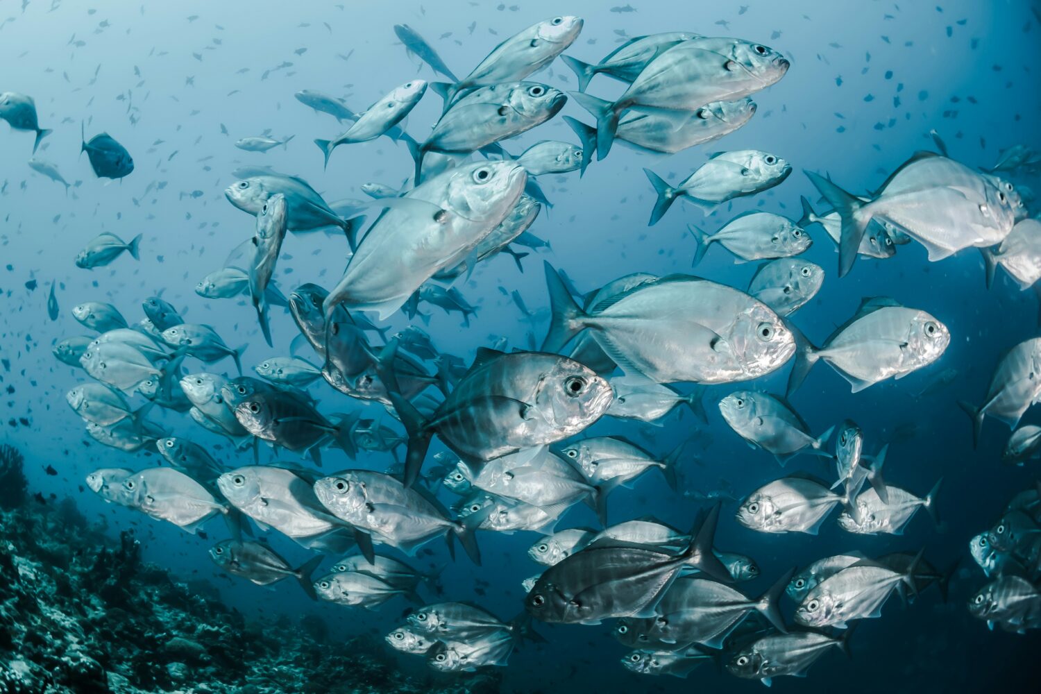 School of fish.